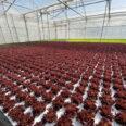 Meteor Systems DWC floating rafts-4