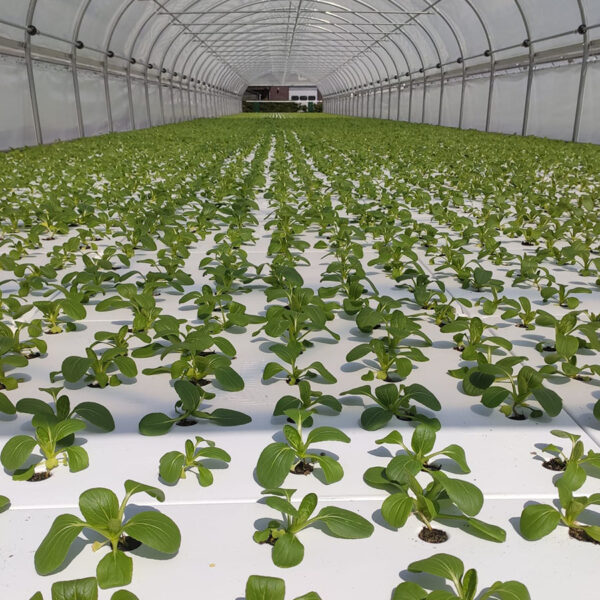 Meteor Systems DWC floating rafts